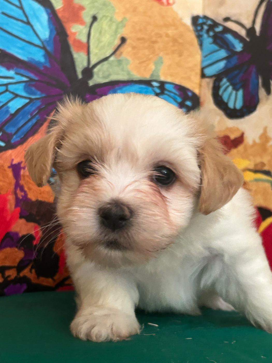 du hameau de roxane - Chiots disponibles - Bichon Havanais