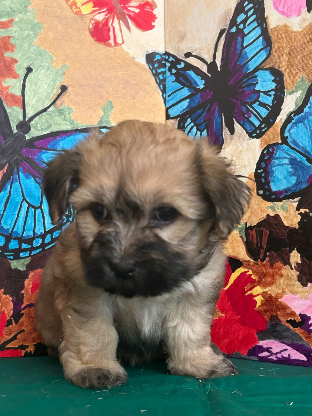 du hameau de roxane - Chiots disponibles - Bichon Havanais