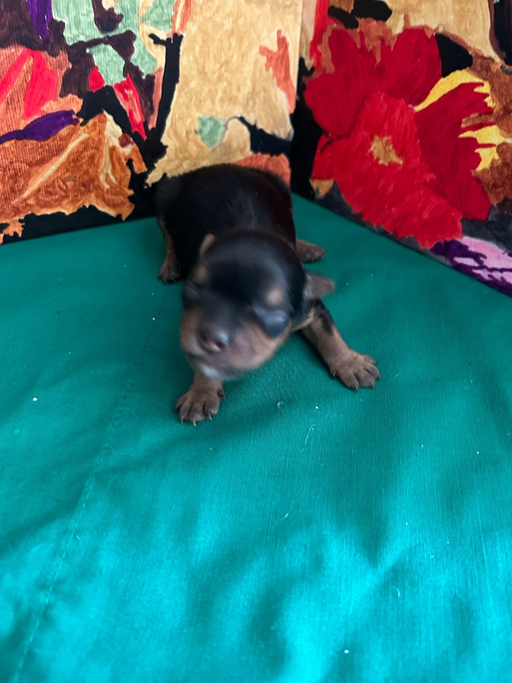 du hameau de roxane - Chiots disponibles - Yorkshire Terrier