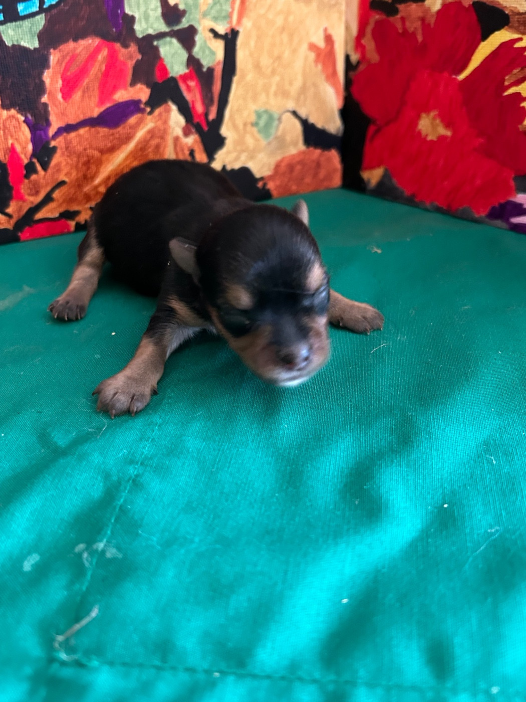 du hameau de roxane - Chiots disponibles - Yorkshire Terrier