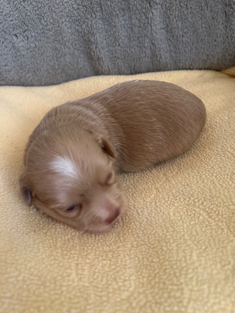 du hameau de roxane - Chiots disponibles - Bichon Havanais
