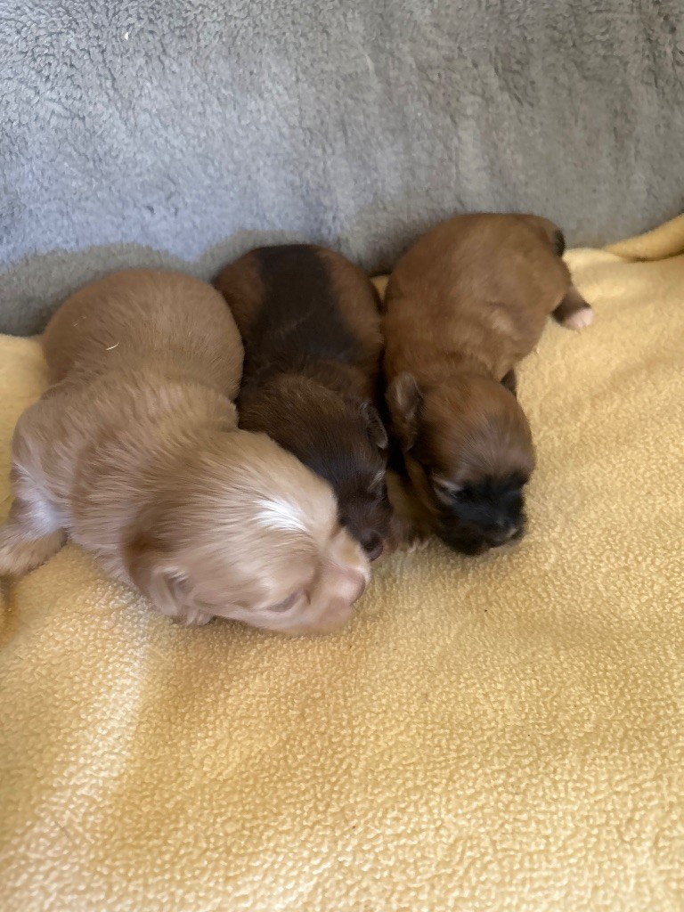 Chiot Bichon Havanais du hameau de roxane