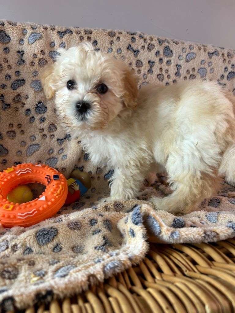 du hameau de roxane - Chiots disponibles - Bichon Havanais