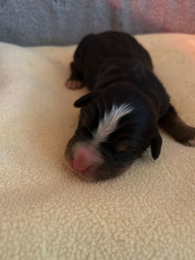 du hameau de roxane - Chiots disponibles - Bouvier Bernois