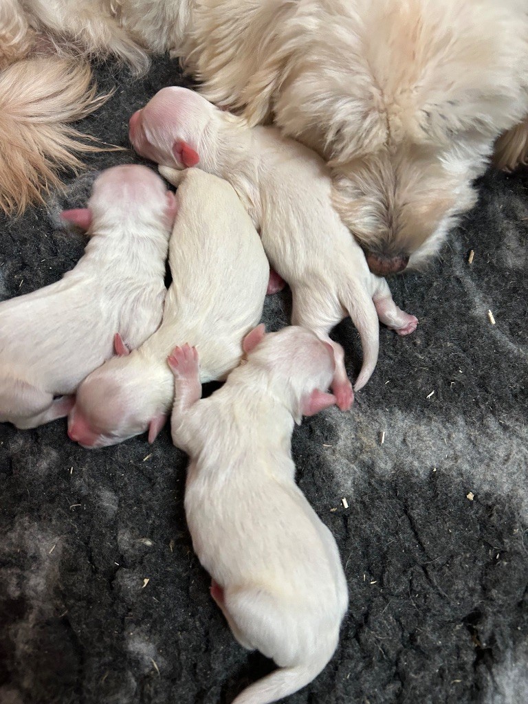 du hameau de roxane - Chiots disponibles - Coton de Tulear