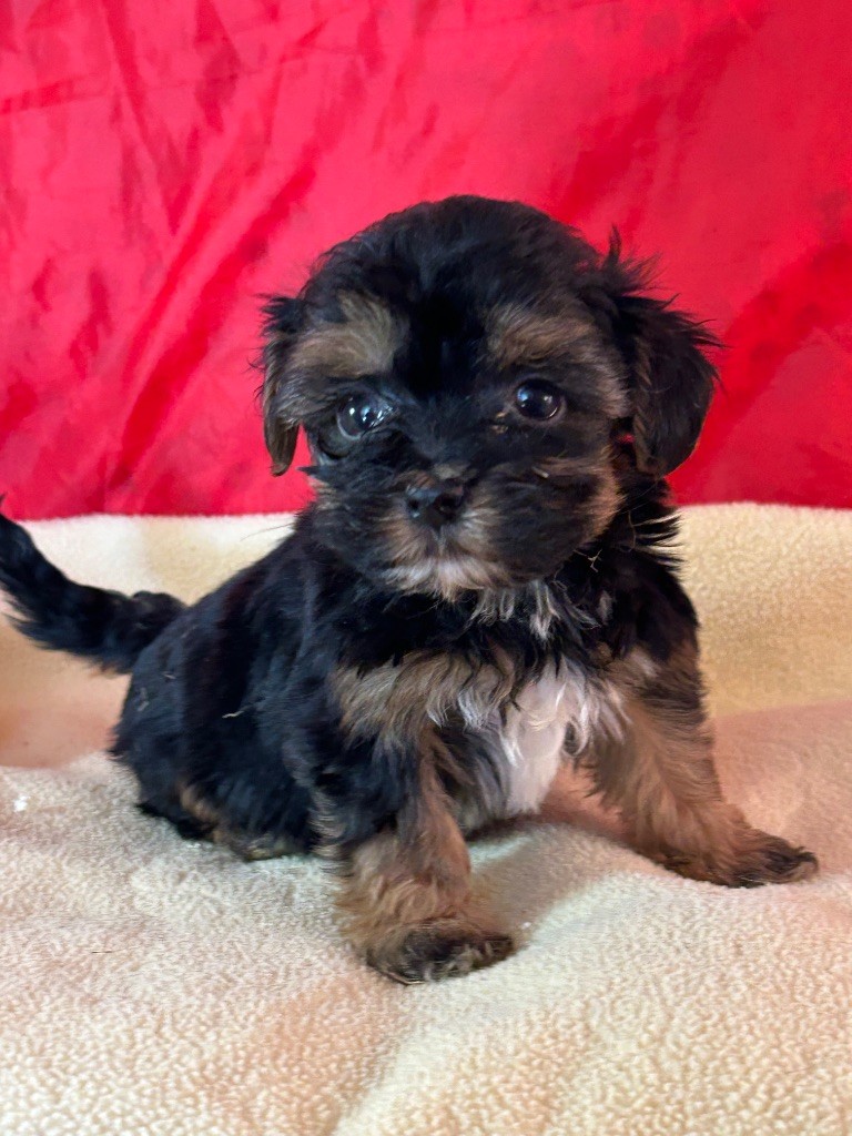 du hameau de roxane - Chiots disponibles - Bichon Havanais