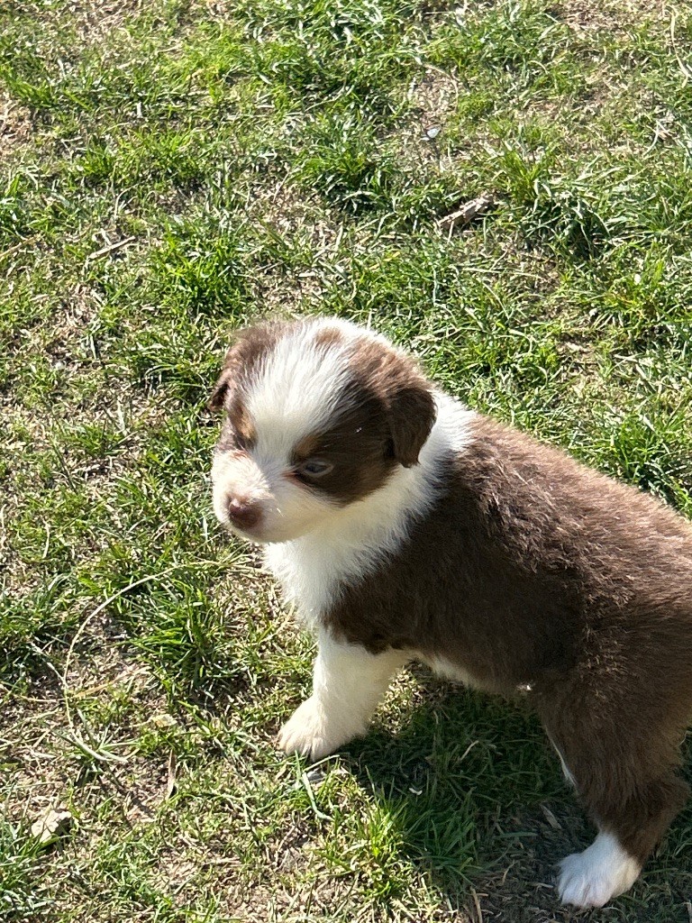 du hameau de roxane - Chiots disponibles - Berger Australien