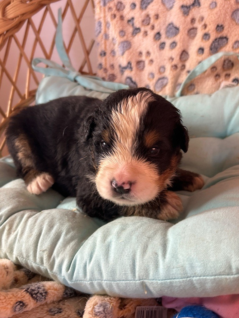 du hameau de roxane - Chiots disponibles - Bouvier Bernois