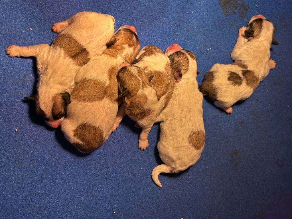 du hameau de roxane - Chiots disponibles - Coton de Tulear