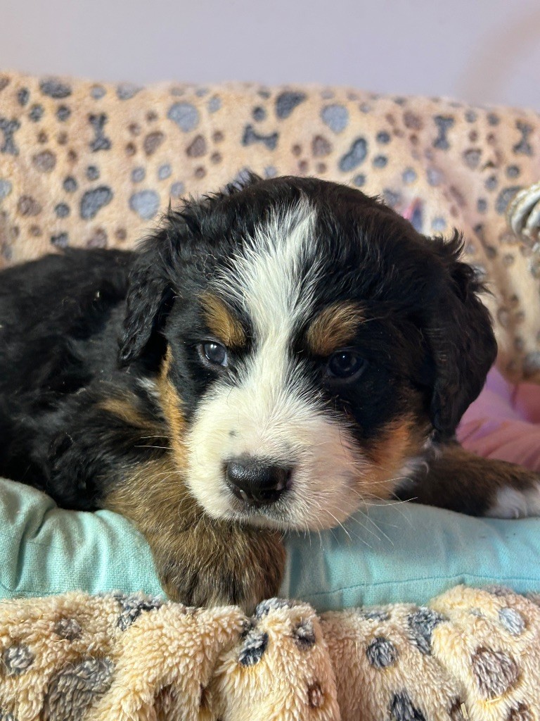 du hameau de roxane - Chiots disponibles - Bouvier Bernois