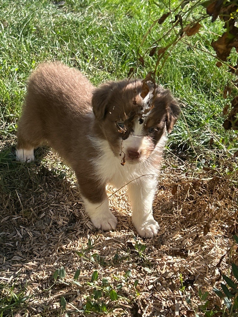du hameau de roxane - Chiots disponibles - Berger Australien