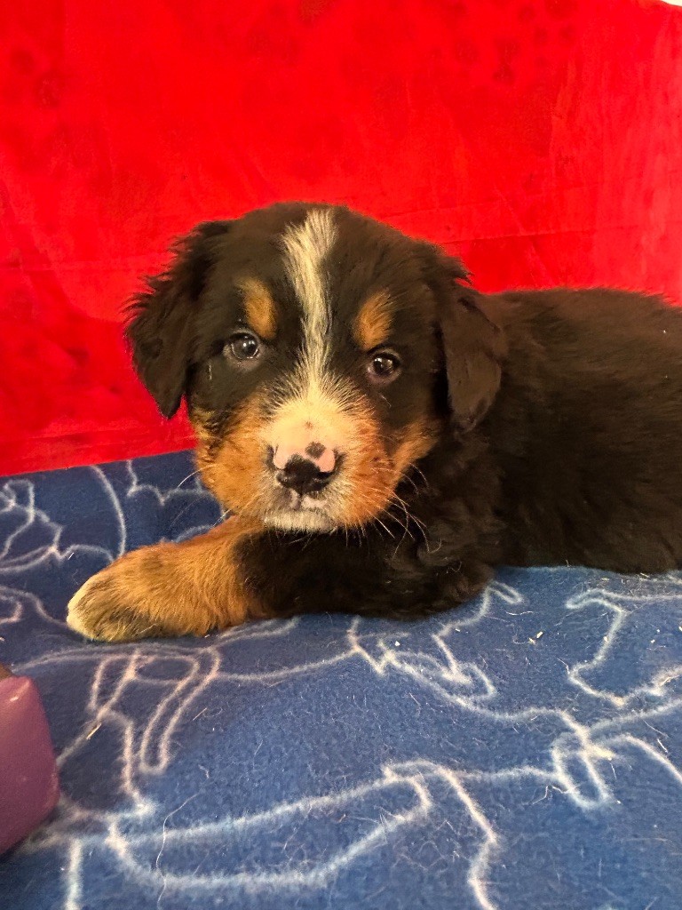 du hameau de roxane - Chiots disponibles - Bouvier Bernois