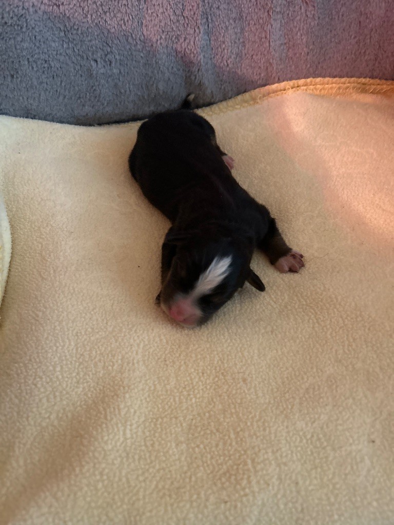 du hameau de roxane - Chiots disponibles - Bouvier Bernois