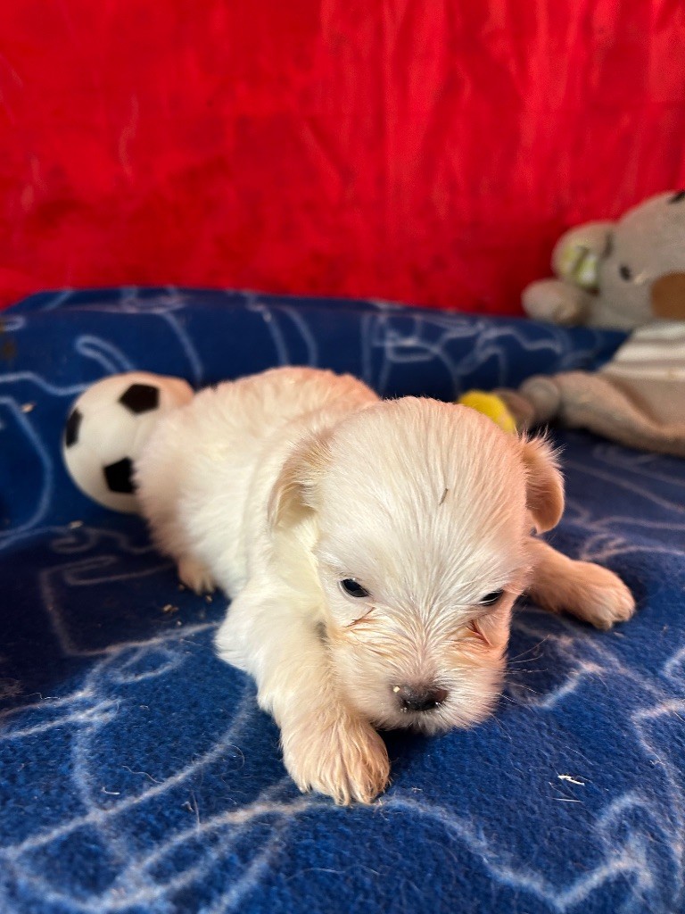du hameau de roxane - Chiots disponibles - Coton de Tulear