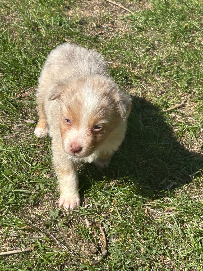 du hameau de roxane - Chiots disponibles - Berger Australien