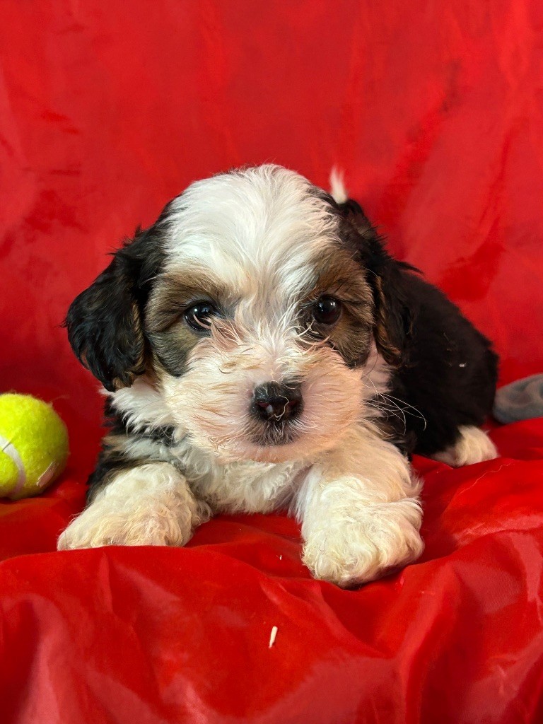 du hameau de roxane - Chiots disponibles - Bichon Havanais