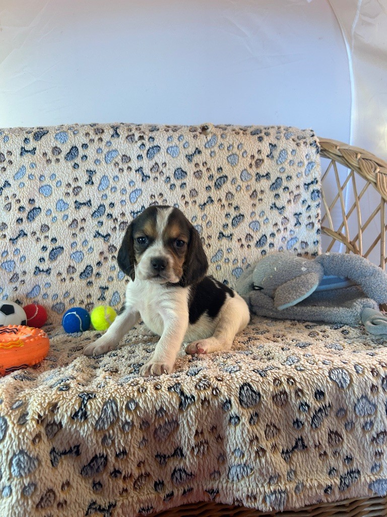 du hameau de roxane - Chiots disponibles - Beagle