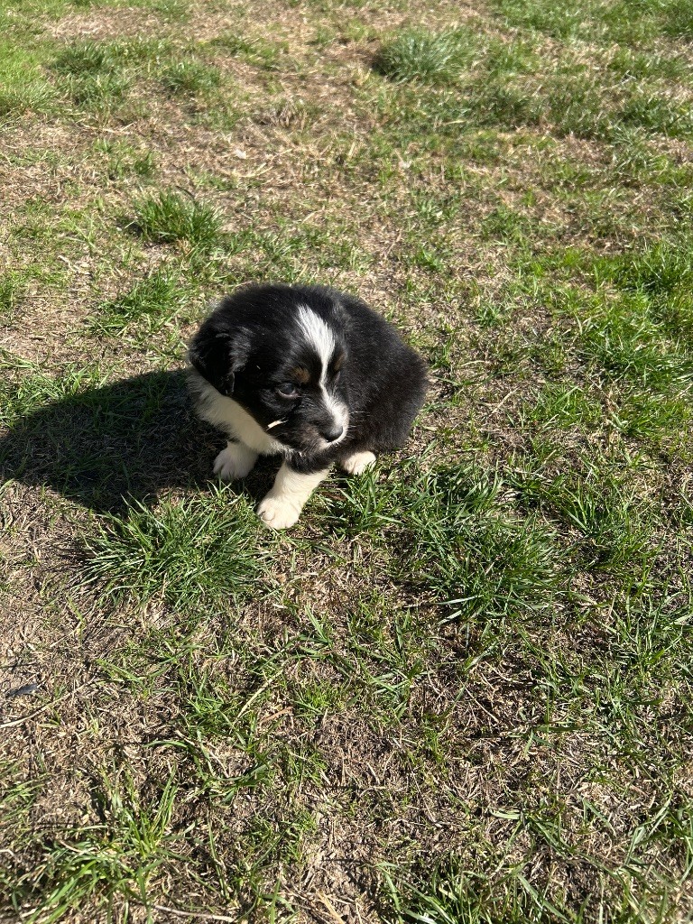 du hameau de roxane - Chiots disponibles - Berger Australien