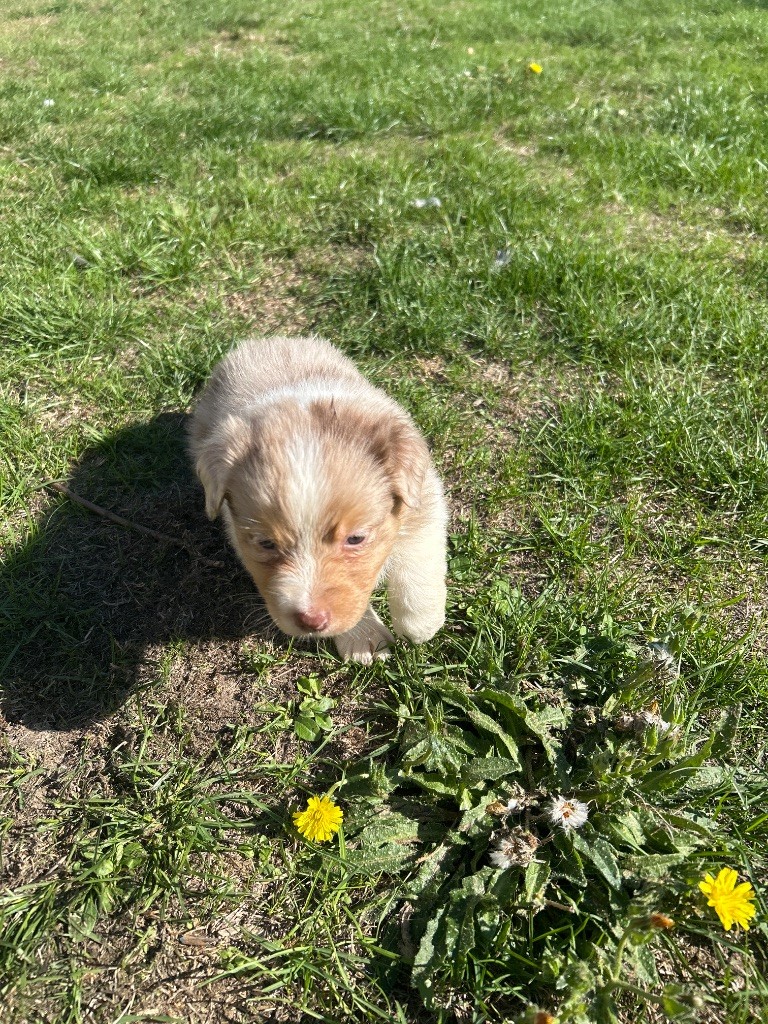 du hameau de roxane - Chiots disponibles - Berger Australien