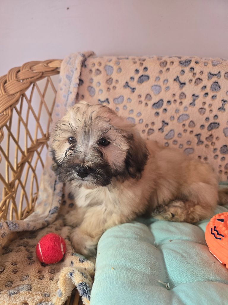 du hameau de roxane - Chiots disponibles - Bichon Havanais