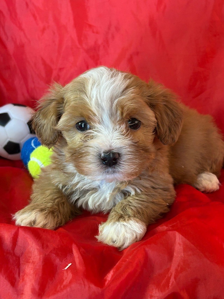 du hameau de roxane - Chiots disponibles - Bichon Havanais