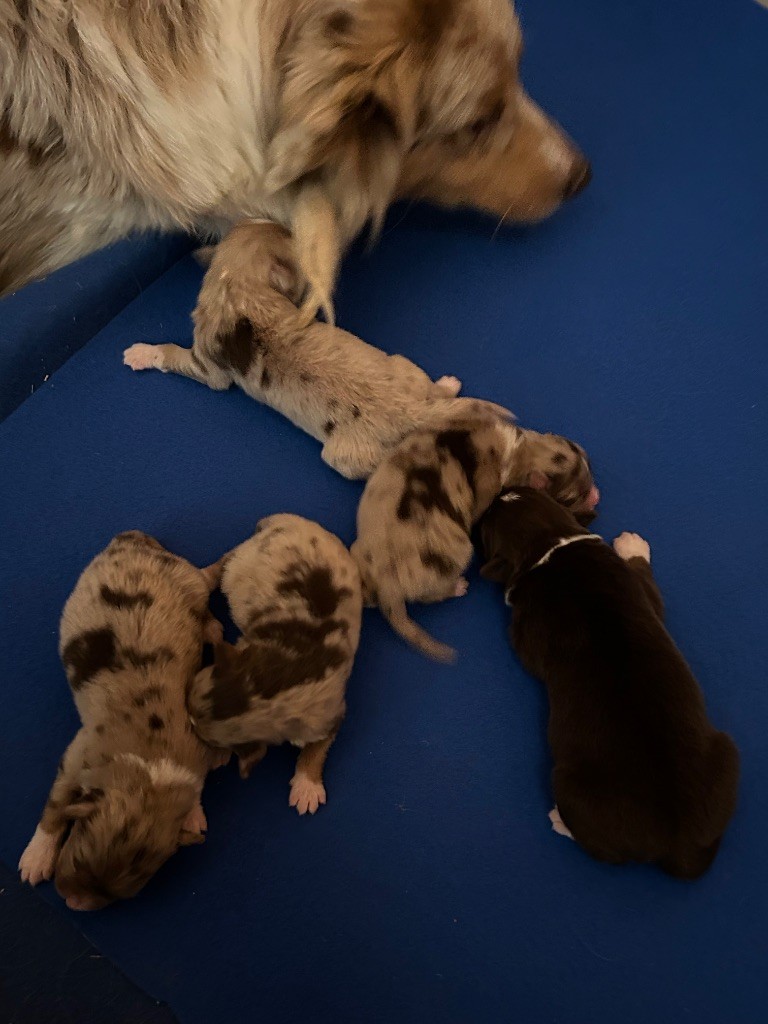 du hameau de roxane - Chiots disponibles - Berger Australien