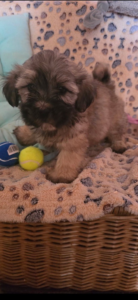 du hameau de roxane - Chiots disponibles - Bichon Havanais