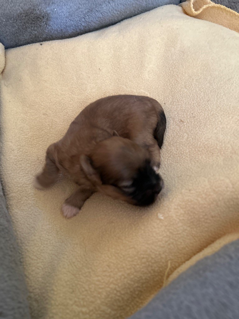 du hameau de roxane - Chiots disponibles - Bichon Havanais