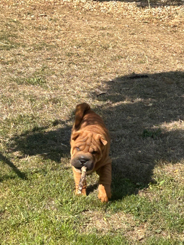 du hameau de roxane - Chiots disponibles - Shar Pei