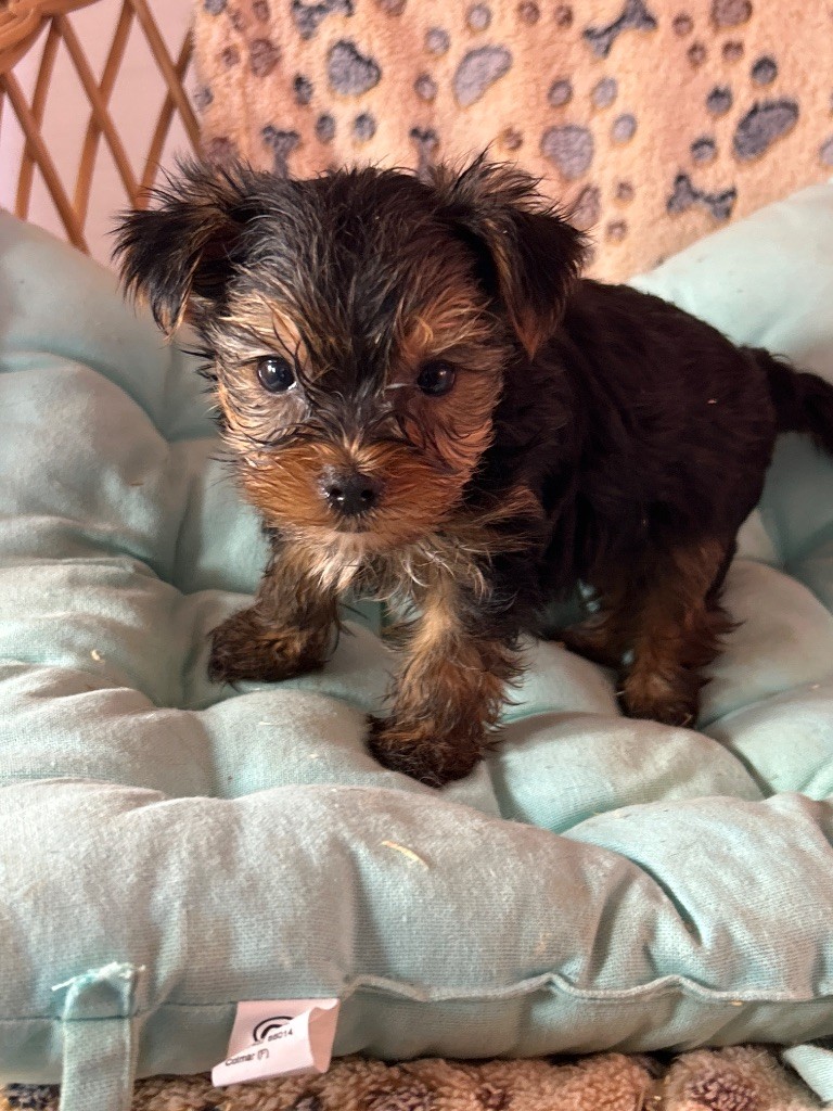 du hameau de roxane - Chiots disponibles - Yorkshire Terrier