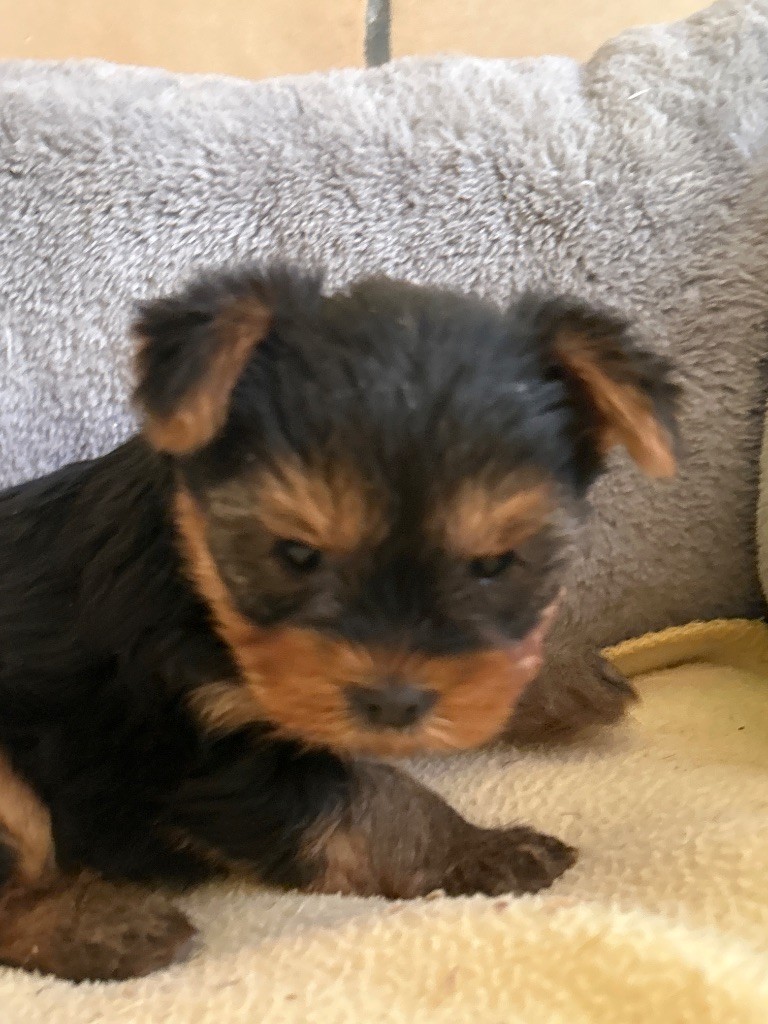 du hameau de roxane - Chiots disponibles - Yorkshire Terrier