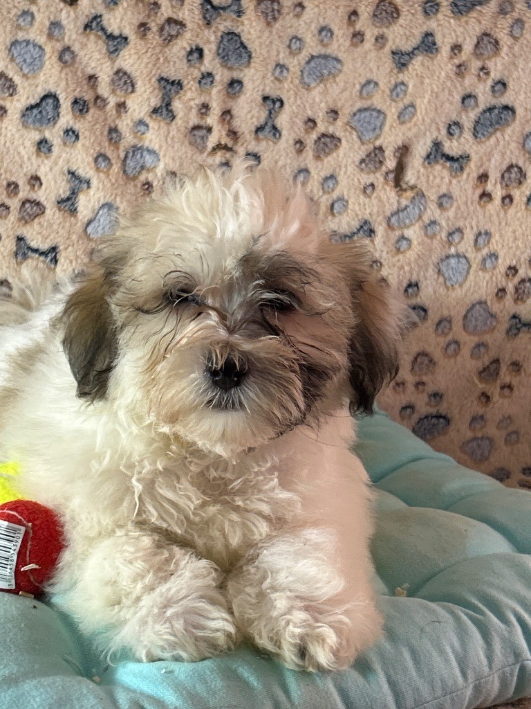 du hameau de roxane - Chiots disponibles - Bichon Havanais