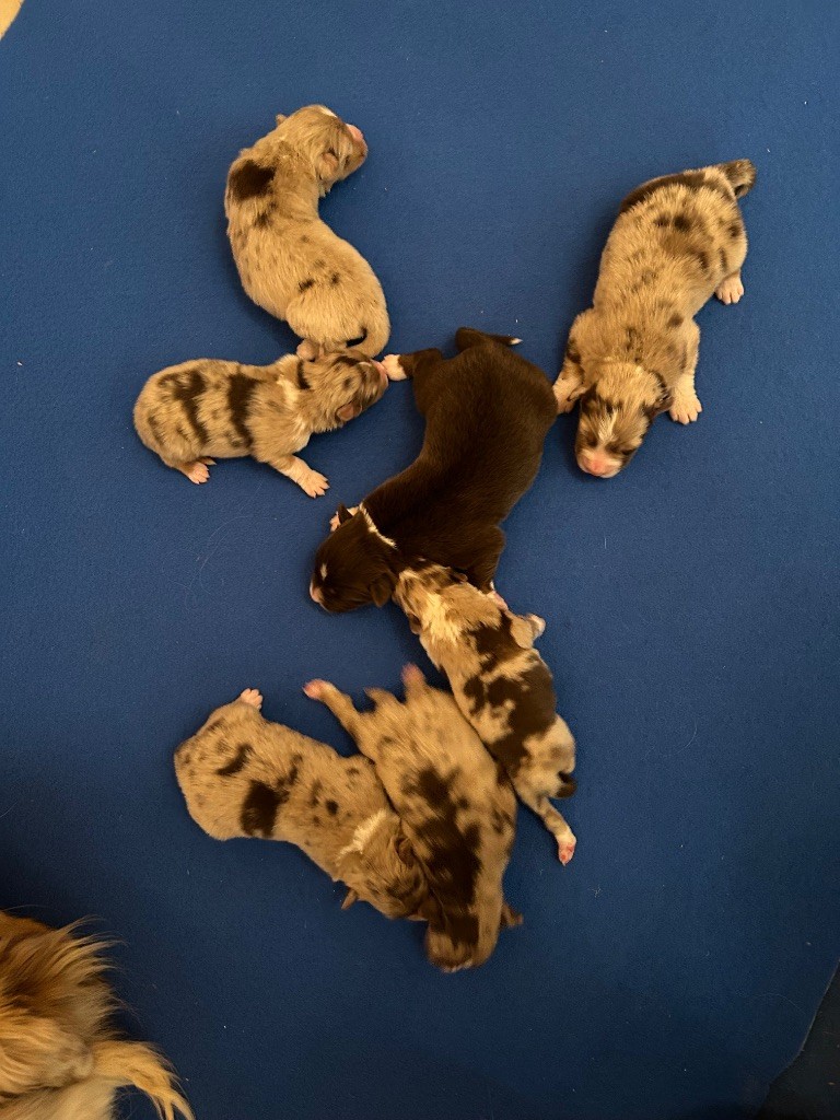 du hameau de roxane - Chiots disponibles - Berger Australien