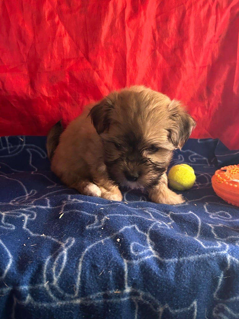 du hameau de roxane - Chiots disponibles - Bichon Havanais