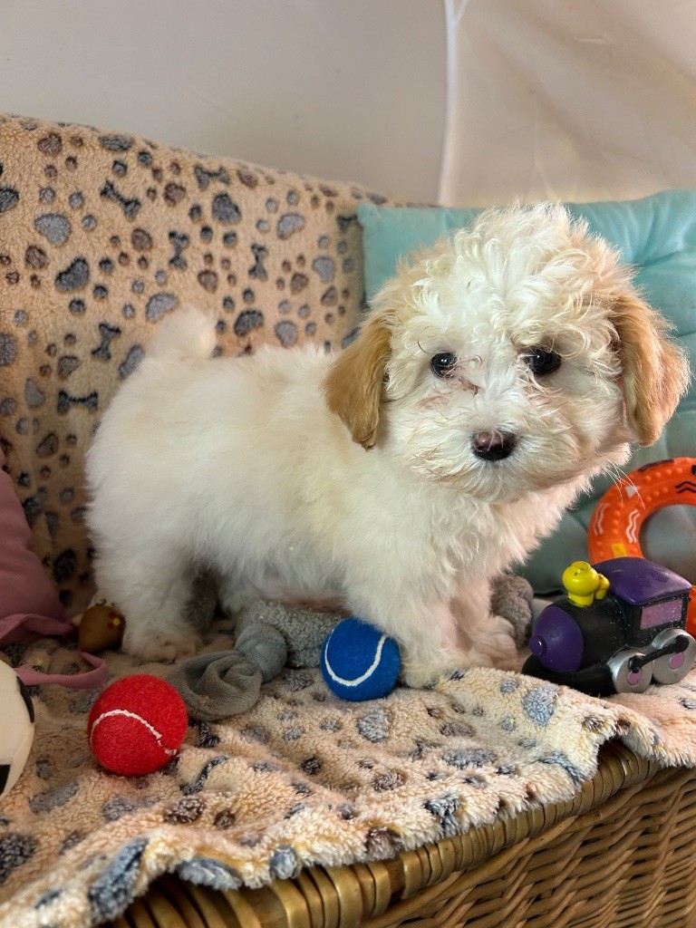 du hameau de roxane - Chiots disponibles - Bichon Havanais