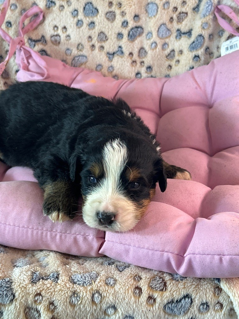 du hameau de roxane - Chiots disponibles - Bouvier Bernois