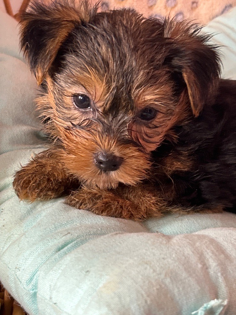 du hameau de roxane - Chiots disponibles - Yorkshire Terrier