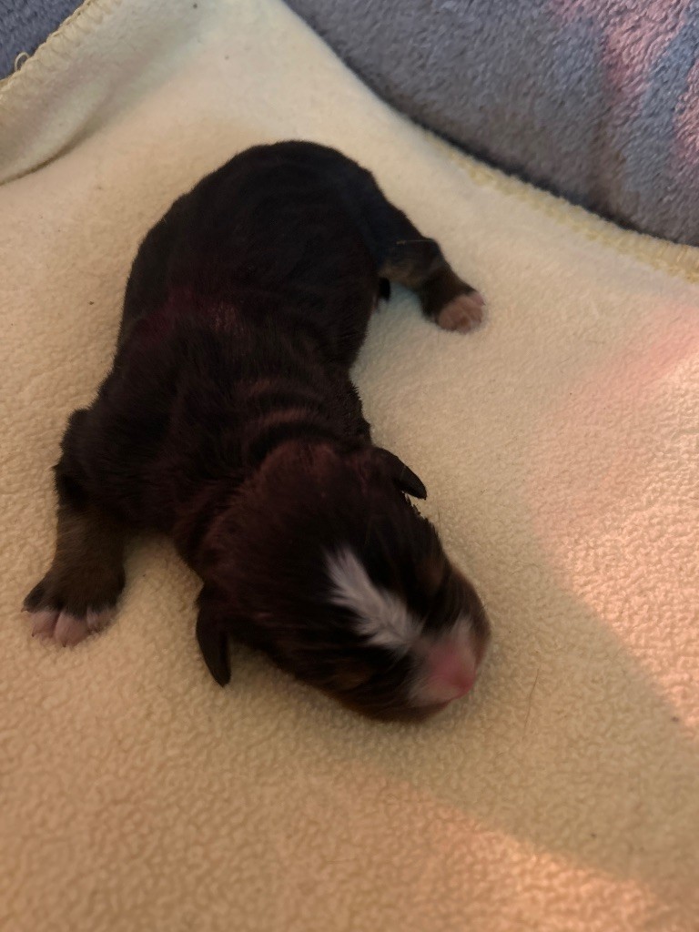 du hameau de roxane - Chiots disponibles - Bouvier Bernois