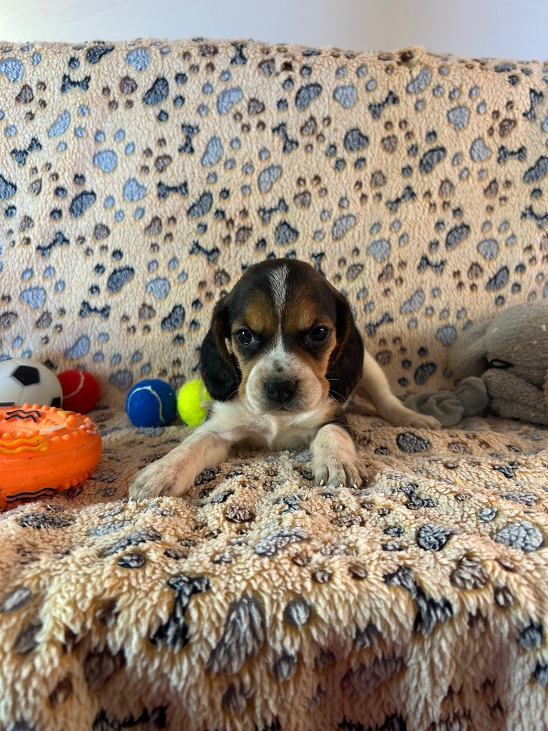 du hameau de roxane - Chiots disponibles - Beagle