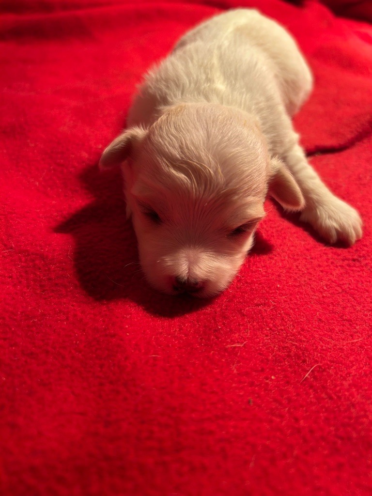 du hameau de roxane - Chiots disponibles - Bichon Havanais