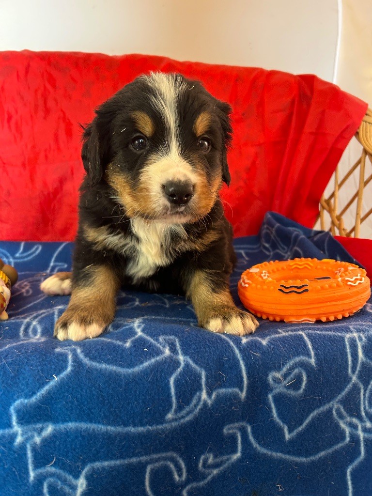 du hameau de roxane - Chiots disponibles - Bouvier Bernois