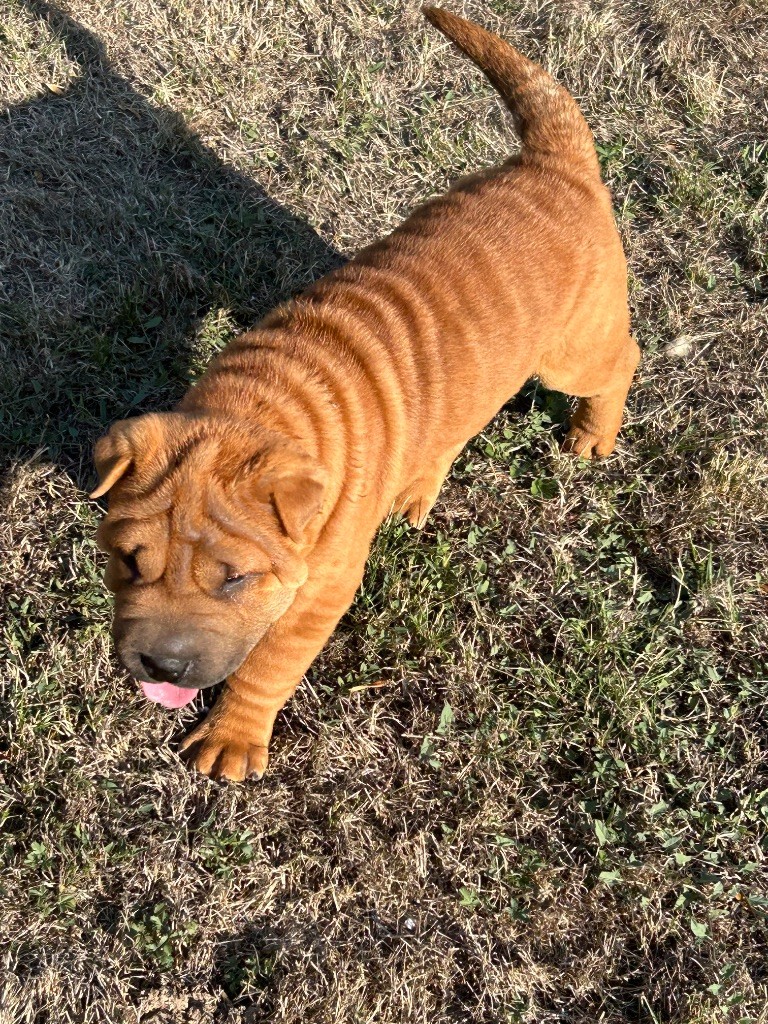 du hameau de roxane - Chiots disponibles - Shar Pei