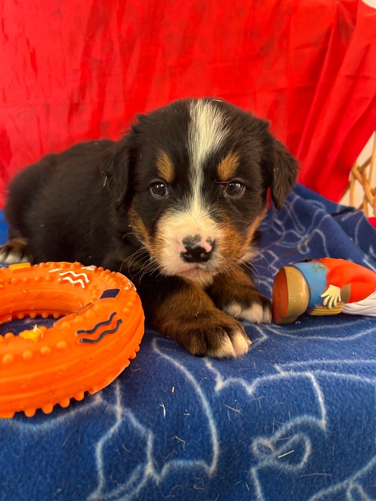 du hameau de roxane - Chiots disponibles - Bouvier Bernois