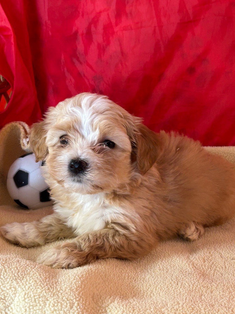 du hameau de roxane - Chiots disponibles - Bichon Havanais