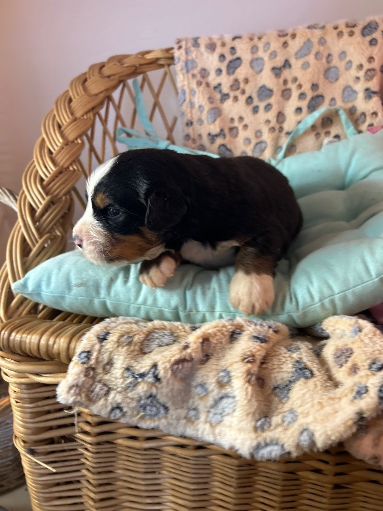 du hameau de roxane - Chiots disponibles - Bouvier Bernois