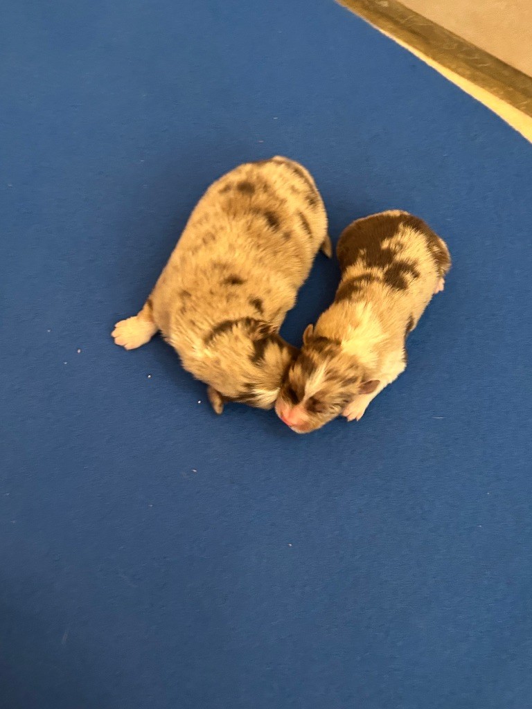 du hameau de roxane - Chiots disponibles - Berger Australien