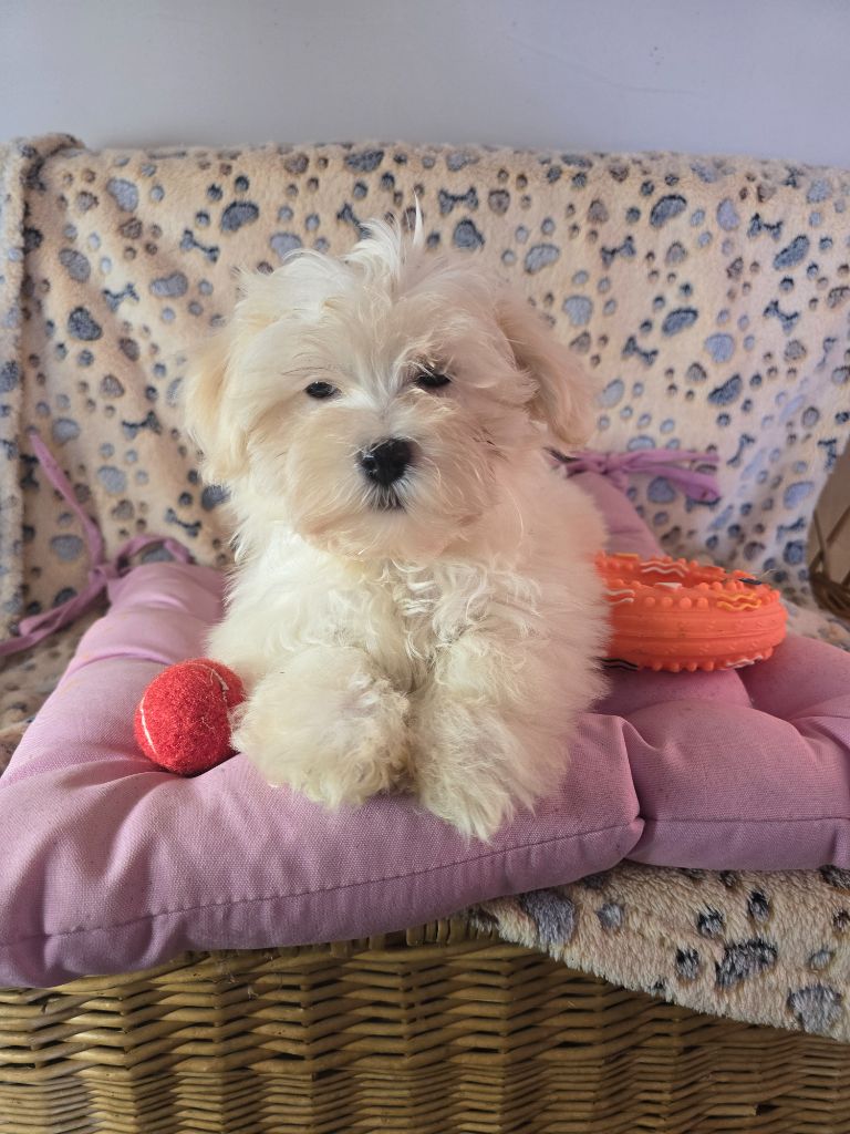 du hameau de roxane - Chiots disponibles - Bichon Havanais