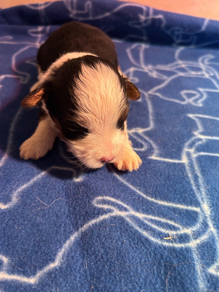 du hameau de roxane - Chiots disponibles - Bichon Havanais