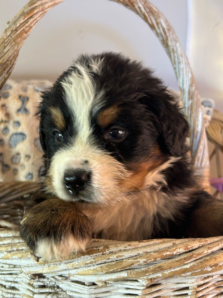 du hameau de roxane - Chiots disponibles - Bouvier Bernois