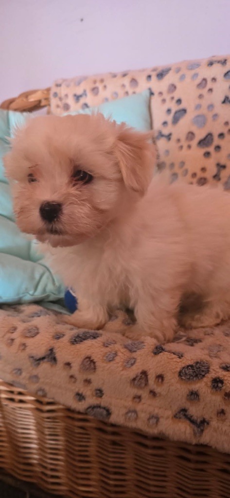 du hameau de roxane - Chiots disponibles - Bichon Havanais